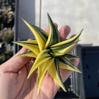 Rare Succulents - Haworthia variegated Limifolia (3.5")