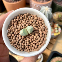 Rare Succulents - Lapidaria margaretae (0.6”-0.8”)
