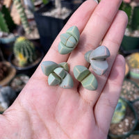 Rare Succulents - Lapidaria margaretae (0.6”-0.8”)