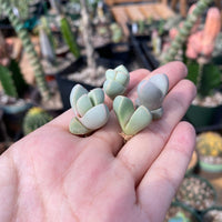 Rare Succulents - Lapidaria margaretae (0.6”-0.8”)