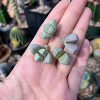 Rare Succulents - Lapidaria margaretae (0.6”-0.8”)