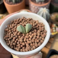 Rare Succulents - Lapidaria margaretae (0.6”-0.8”)