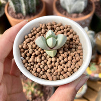 Rare Succulents - Lapidaria margaretae (0.6”-0.8”)