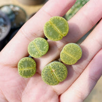 Rare Succulents - Lithops Lesliei V. Hornii Greenhorn (0.4”)