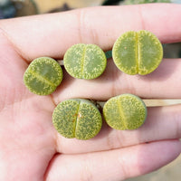 Rare Succulents - Lithops Lesliei V. Hornii Greenhorn (0.4”)