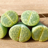 Rare Succulents - Lithops Lesliei V. Hornii Greenhorn (0.4”)