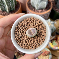 Rare Succulents - Lithops Olivacea single (0.7”)