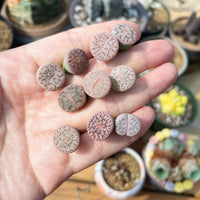 Rare Succulents - Lithops Pseudotruncatella C187