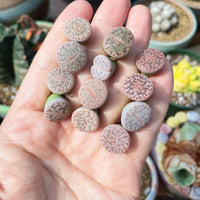 Rare Succulents - Lithops Pseudotruncatella C187