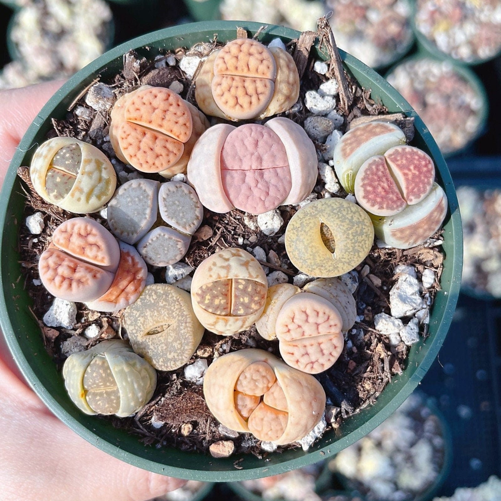 Rare Succulents - Lithops spp. (0.5