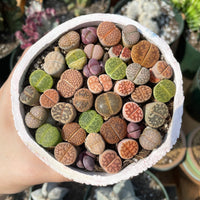 Rare Succulents - Lithops spp.