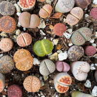 Rare Succulents - Lithops spp.