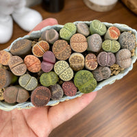 Rare Succulents - Lithops spp.