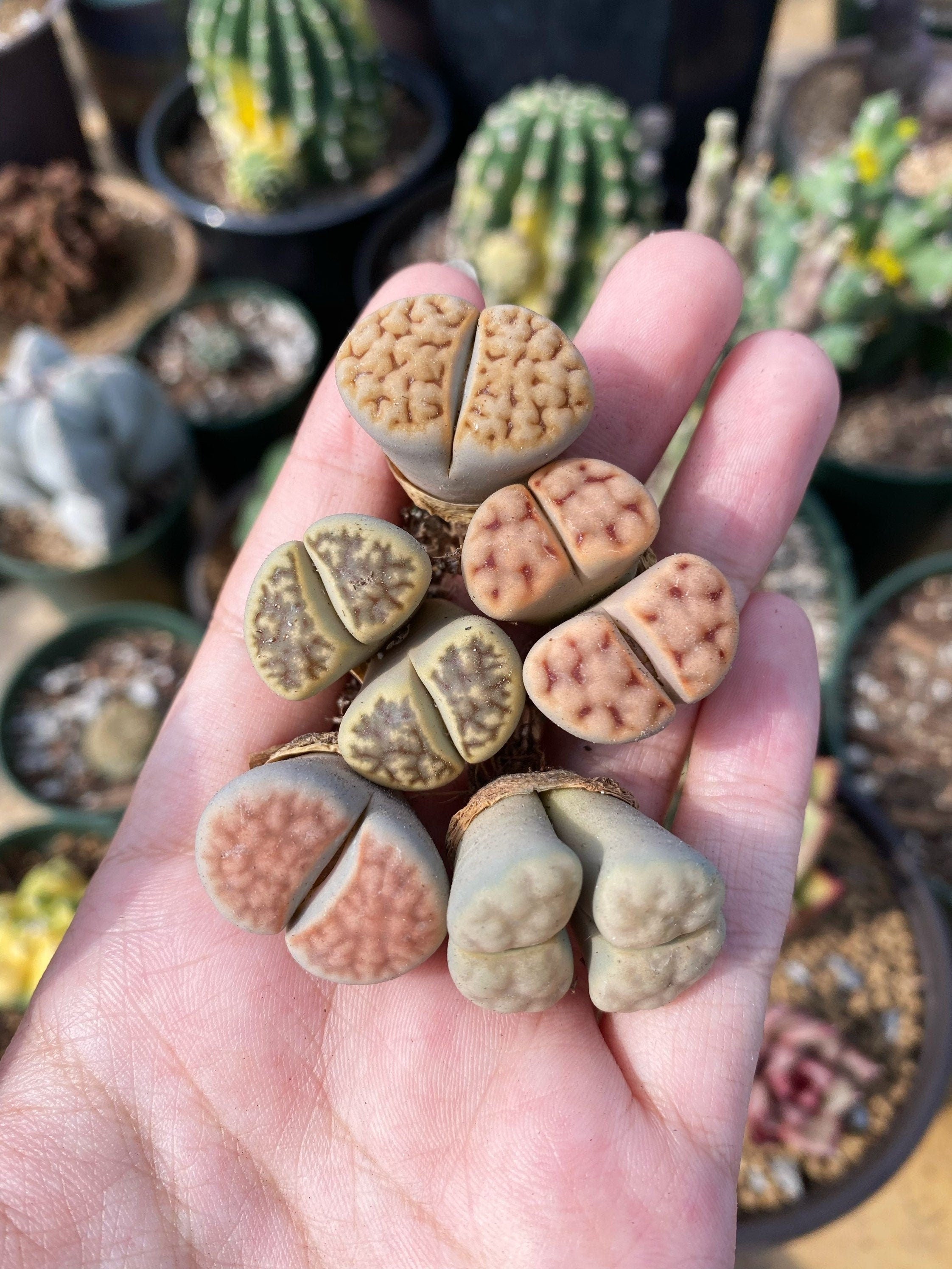 Rare Succulents