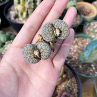 Rare Succulents - Lithops spp. double heads (1”)/1pc