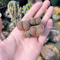 Rare Succulents - Lithops spp. double heads (1”)/1pc