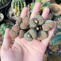 Rare Succulents - Lithops spp. double heads (1”)/1pc