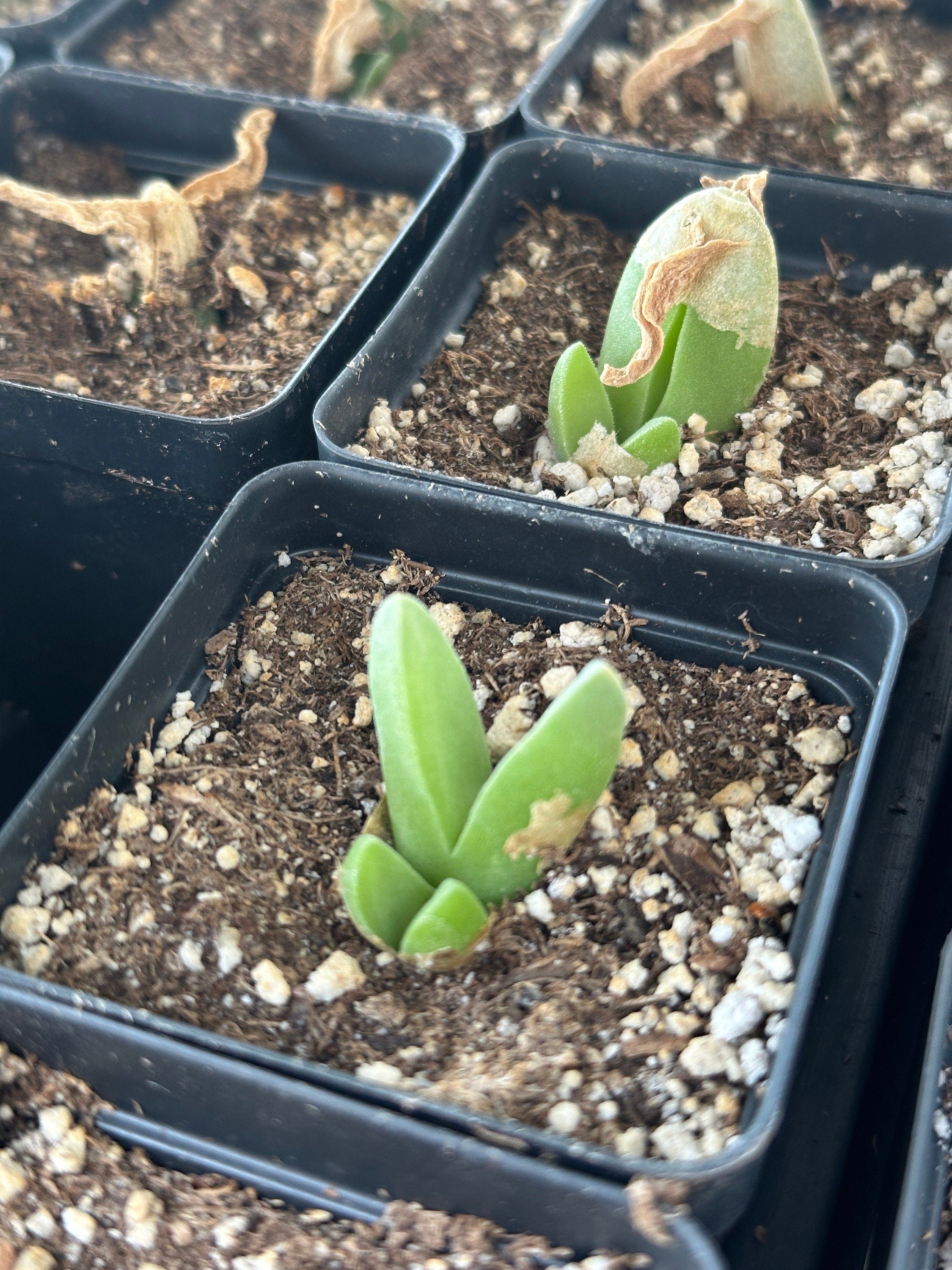 Rare Succulents