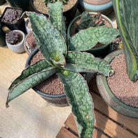 Rare Succulents - Sansevieria Blue Silver (8”-10”)