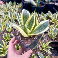 Rare Succulents - Sansevieria Golden Hahnii Variegated