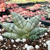 Rare Succulents - Sansevieria Mini Boncel, Christmas Tree