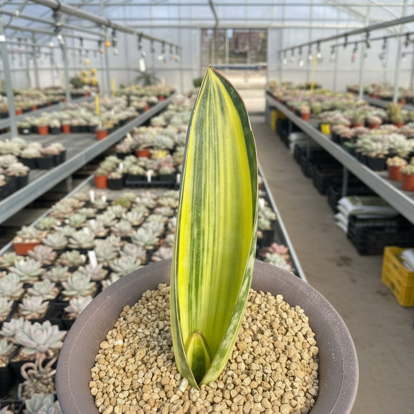 sansevieria whale fin variegated Rare Succulents