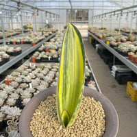 Rare Succulents - Sansevieria masoniana whale fin variegated (8”-10”)