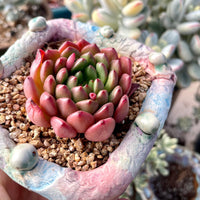 Rare Succulents - Sedeveria Pink Ruby (2.5")