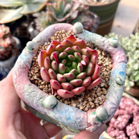 Rare Succulents - Sedeveria Pink Ruby (2.5")