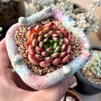 Rare Succulents - Sedeveria Pink Ruby (2.5")