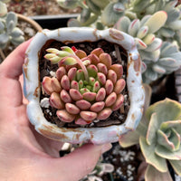 Rare Succulents - Sedeveria Pink Ruby (2.5")