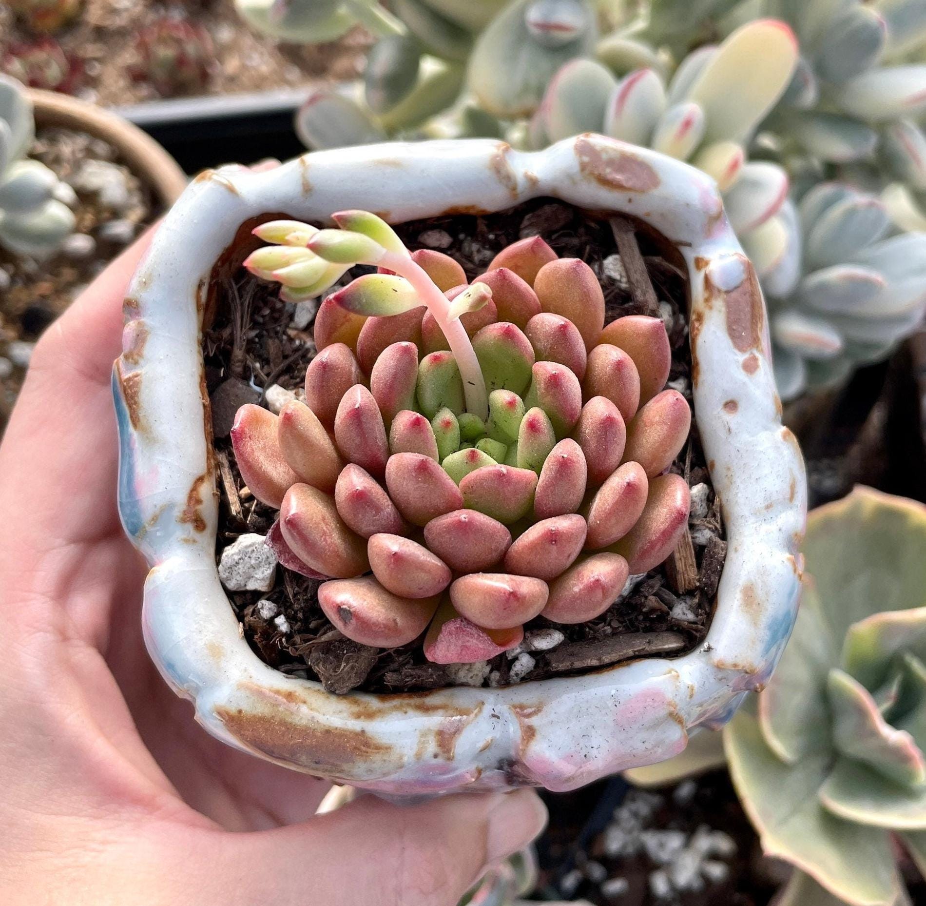 sedeveria pink ruby succulent Rare Succulents