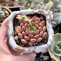 Rare Succulents - Sedeveria Pink Ruby (2.5")
