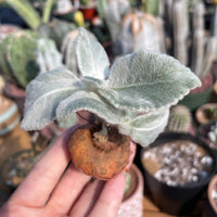 Rare Succulents - Sinningia leucotricha (Bulb Only)