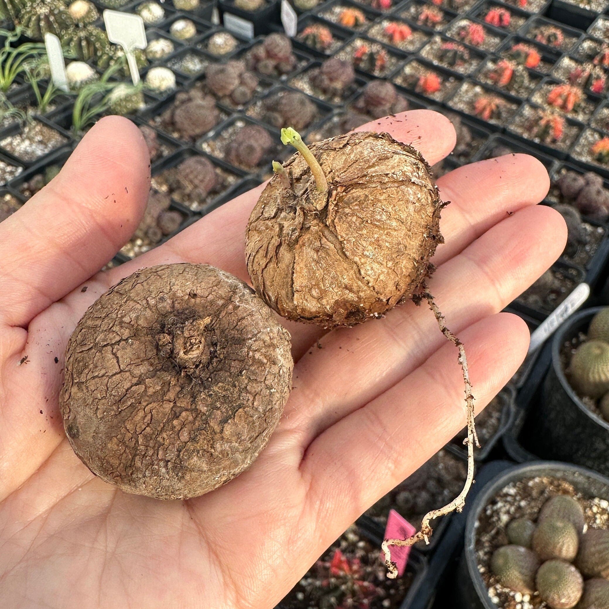 Rare Succulents - Stephania Erecta (Budding Bulb 1