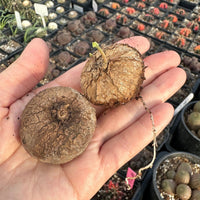 Rare Succulents - Stephania Erecta (Budding Bulb 1")