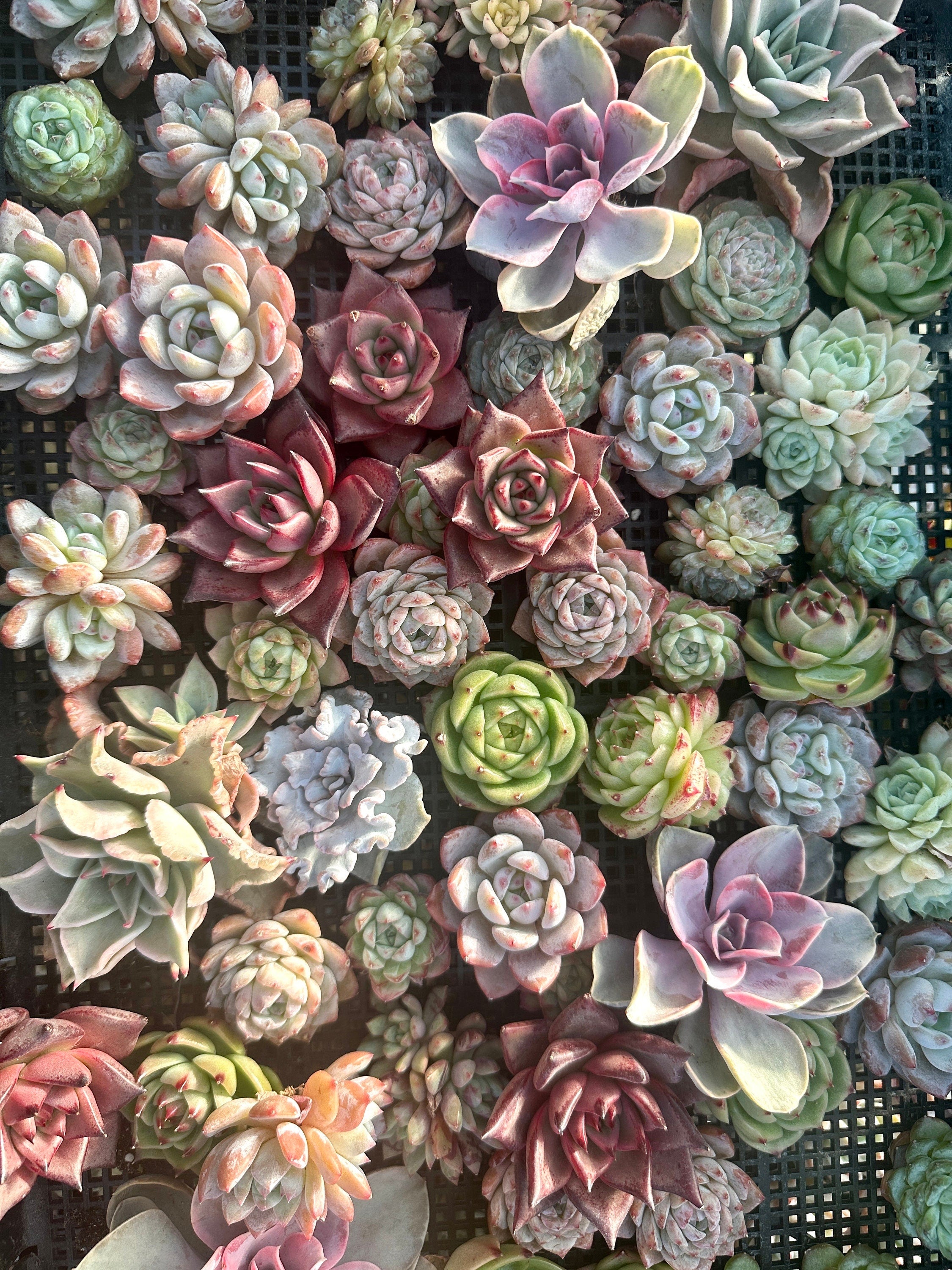 row of succulents Rare Succulents