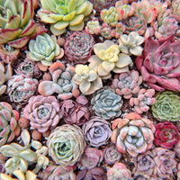 Rare Succulents - Succulents Mystery Box
