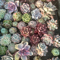 Rare Succulents - Succulents Mystery Box
