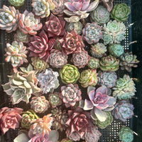 Rare Succulents - Succulents Mystery Box