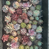 Rare Succulents - Succulents Mystery Box