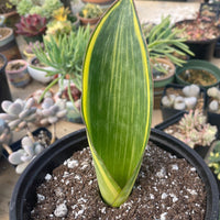 Rare Variegated Whale Fin Succulent - Sansevieria Masoniana - 8-10 inch Single Leave
