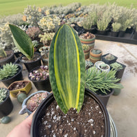 Rare Variegated Whale Fin Succulent - Sansevieria Masoniana - 8-10 inch Single Leave