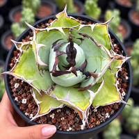 A close-up of a potted succulent plant with pale green leaves and dark reddish-brown spines, held in a hand. The plant is in a black plastic pot filled with brown and white peat-based potting mix, with other pots blurred in the background.