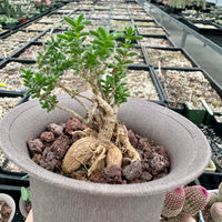 Trichodiadema Bulbosum, Rare Caudex, Live Succulent Plant
