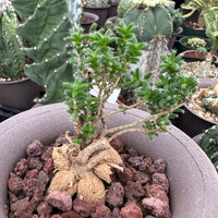 Trichodiadema Bulbosum, Rare Caudex, Live Succulent Plant