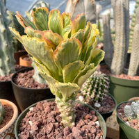 Variegated Euphorbia Poissonii - Rare Variegated Succulent Plant - Exotic Indoor Plant - Unique Houseplant Gift (no leaves)