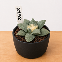 WYSIWYG - Rare Cactus – Ariocarpus Retusus cv. 'Cauliflower' - 2192