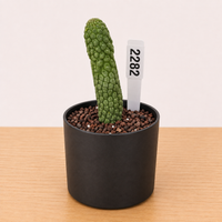 WYSIWYG - Rare Cactus – Larryleachia Cactiformis- 2282