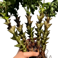 Rare Cactus, Beiselia Mexicana, Leafless /1pc